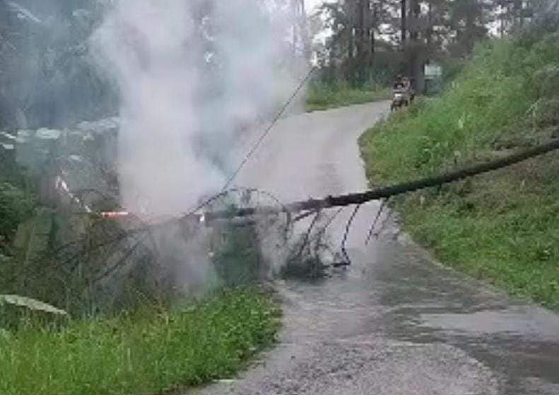 Pohon Pinus Tumbang, Tutup Akses Jalan&nbsp;Kebumen–Sadang
